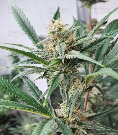 Unknown Kush Early Version (Delicious Seeds)