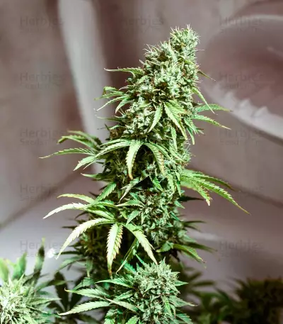 Blue Cheese Auto strain