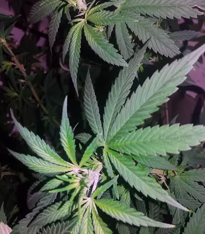 Black Gold Auto Seeds