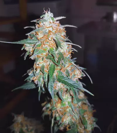 Amnesia Seeds (Kera Seeds)
