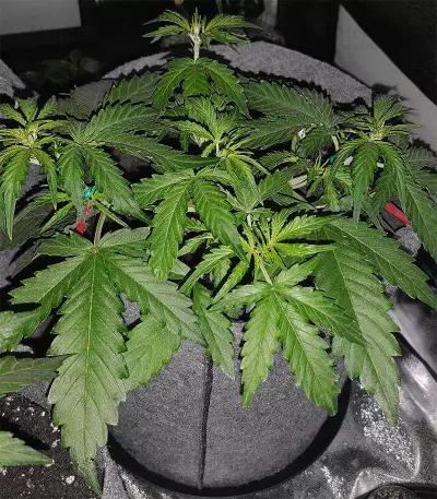Auto Pineapplegum (Blackskull Seeds)