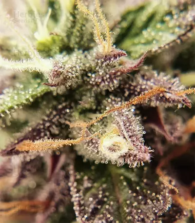 Baklava strain
