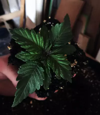 Big Bud XXL (Ministry Of Cannabis)