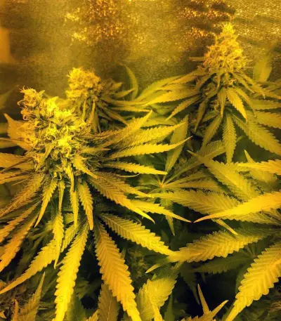 Blue Venom strain