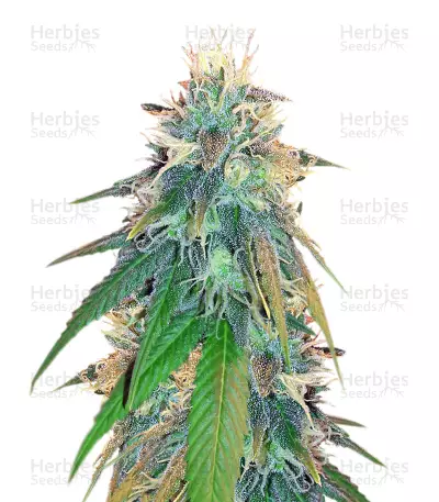 Graines de cannabis Buzz Light Gear (Dr. Krippling Seeds)