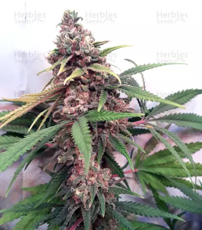 Canalope Haze feminized seeds