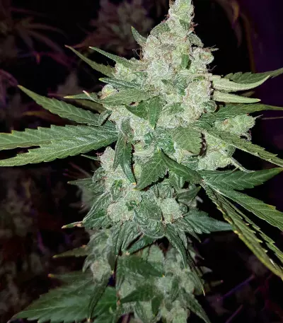 Cheese Auto (Funky Skunk Auto) feminized seeds