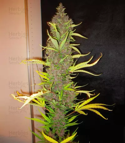 Graines de cannabis Congo (Ace Seeds)