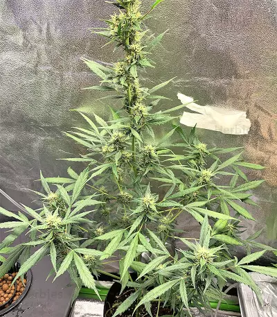 Mix Pack Seeds