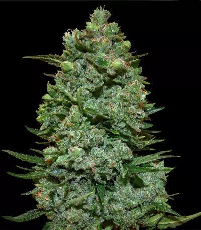 Dark Star x AK-49 Seeds