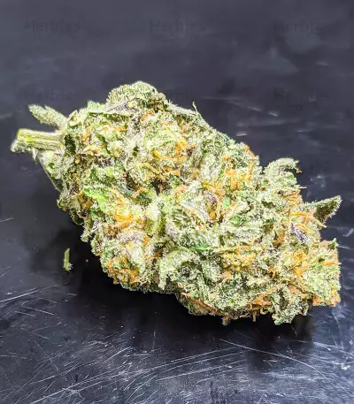 Semi Femminizzati Dozy Cookies (AlphaFem Seeds)