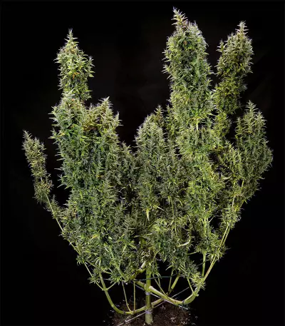 Dr. Grinspoon (Barney's Farm)