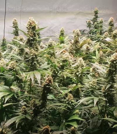 Graines de cannabis Five-O (Blackskull Seeds)