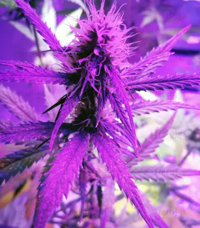 Girl Scout Cookies (Original Sensible Seeds)