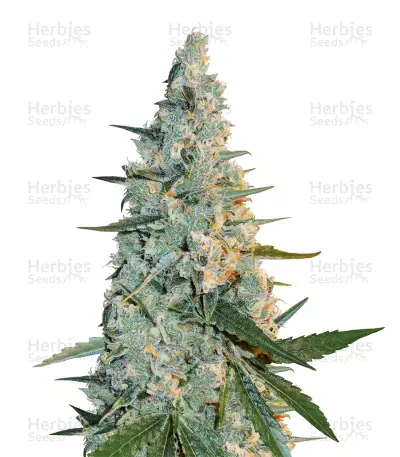 Girl Scout Cookies feminized seeds (Cali Connection Seeds)