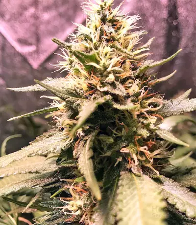 Graines féminisées de Gorilla Cookies (Big Head Seeds)