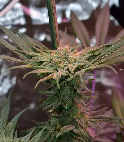 Gorilla Seeds (00 Seeds)
