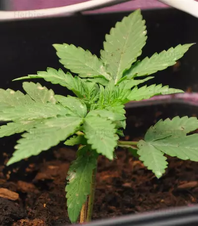 Graines de cannabis Goxuak Auto (Genehtik Seeds)