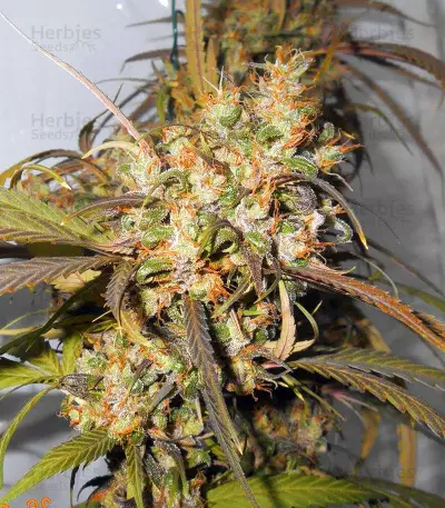 Haze x Kali China (Ace Seeds)