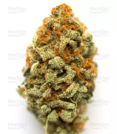 Julies Cookies Auto feminized seeds