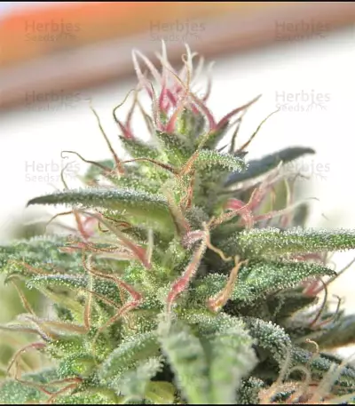 Malawi Breeders Pack Seeds