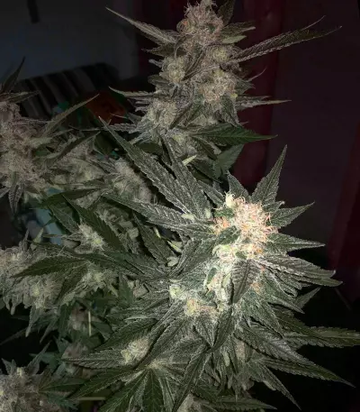 Melon Gum Seeds