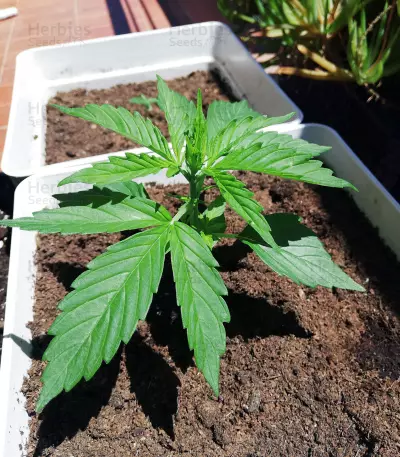 Graines de cannabis Morpheus CBD (Buddha Seeds)