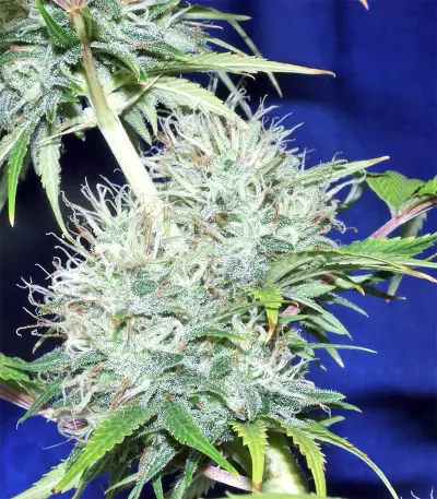 Nepal Jam regular (Ace Seeds)