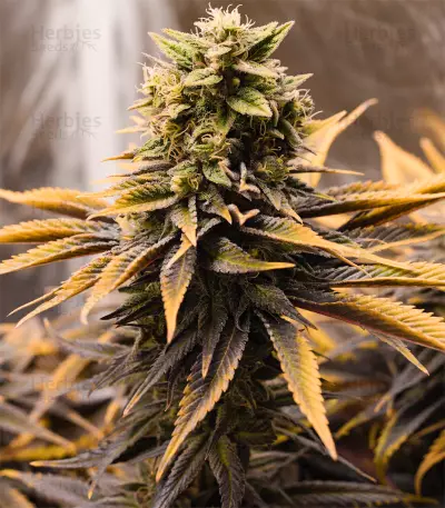 Graines de cannabis Rocklock (DNA Genetics)
