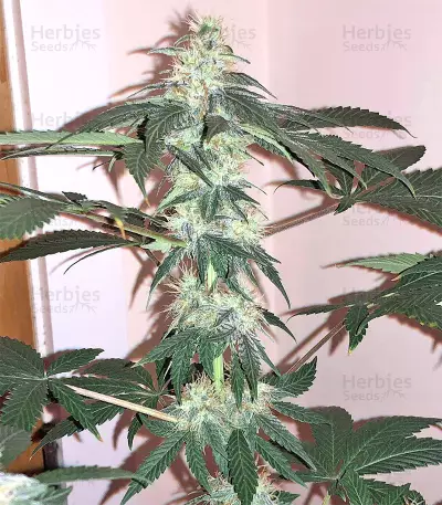 Ruderalis Skunk regular (Sensi Seeds)