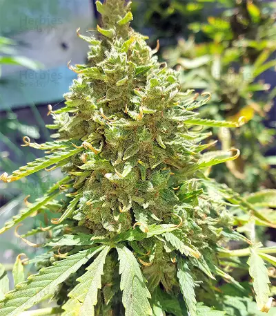 Sandstorm feminized seeds