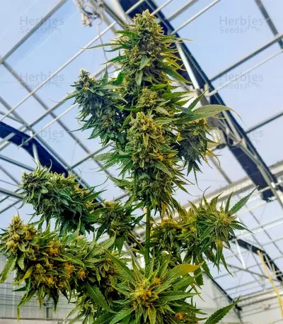 Skunk Haze Seeds