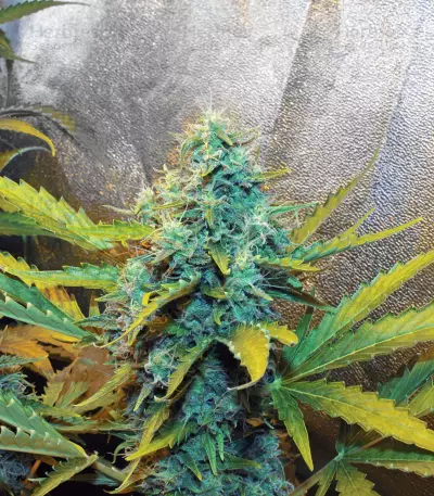Sour Tangie Semi regolari