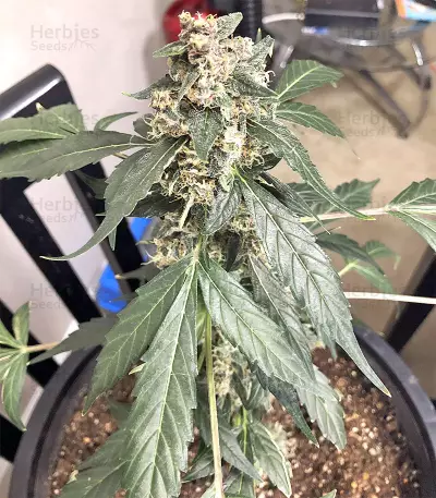 Super Auto Lemon Haze (Original Sensible Seeds)