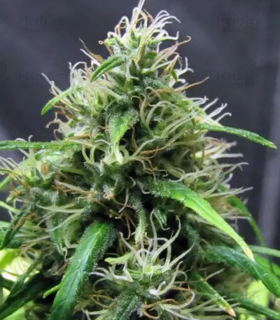 Super Silver Haze Regular (Mr. Nice Seedbank)