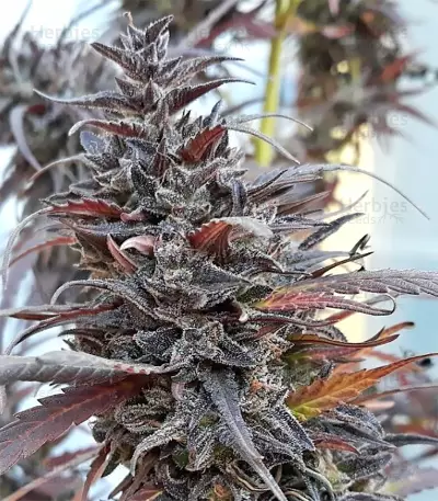 Thai Chi feminized seeds