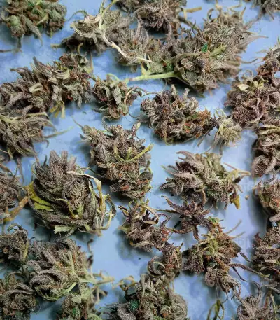 Titan's Haze regular (Flying Dutchmen)