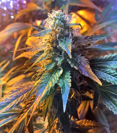 Graines de cannabis Wedding Cake (Big Head Seeds)