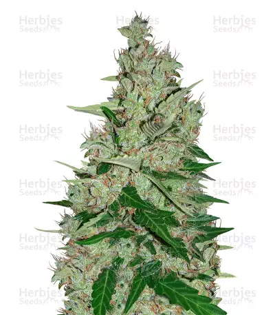 Buy White Lavender feminized seeds