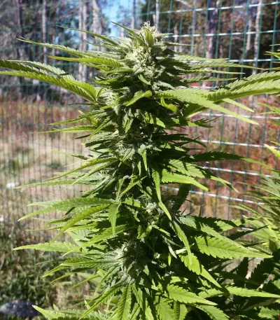 Widow Remedy regular seeds