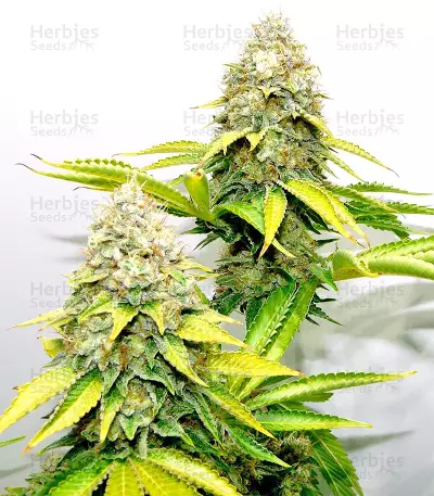 Xtreme Kush feminized seeds