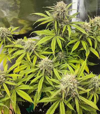 Sementes Feminizadas de Acid Rain Autoflower (EGS)