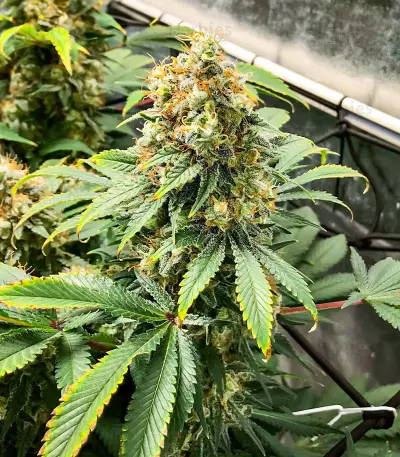 Blueberry OG Feminized Seeds (AlphaFem Seeds)