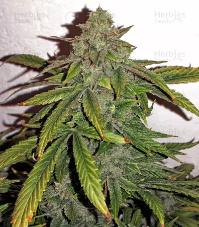 Bruce Banner strain
