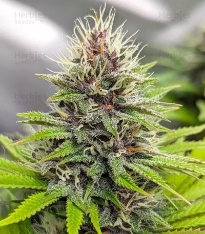 Semi femminizzati Chem OG
