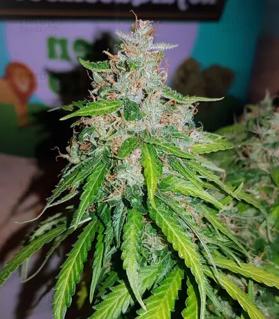 Sementes Feminizadas Auto Critical Orange Punch (Dutch Passion)