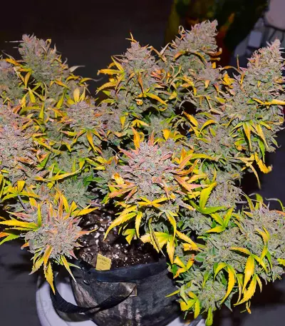 Graines féminisées de Crystal WW Autoflower (EGS)