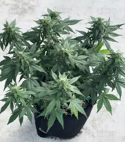 Glue Gelato Auto Seeds