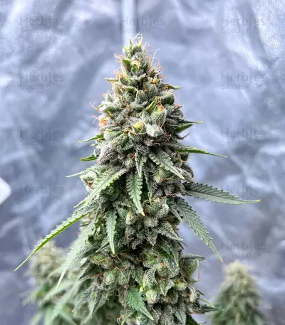 Gorilla Cookies Fast Flowering Seeds(Fast Buds)