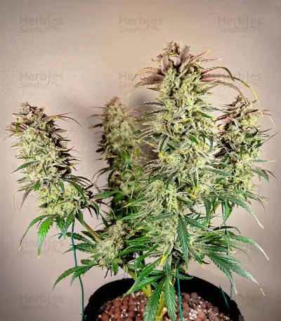 Semillas Feminizadas Gorilla Girl XL Auto (Sweet Seeds)